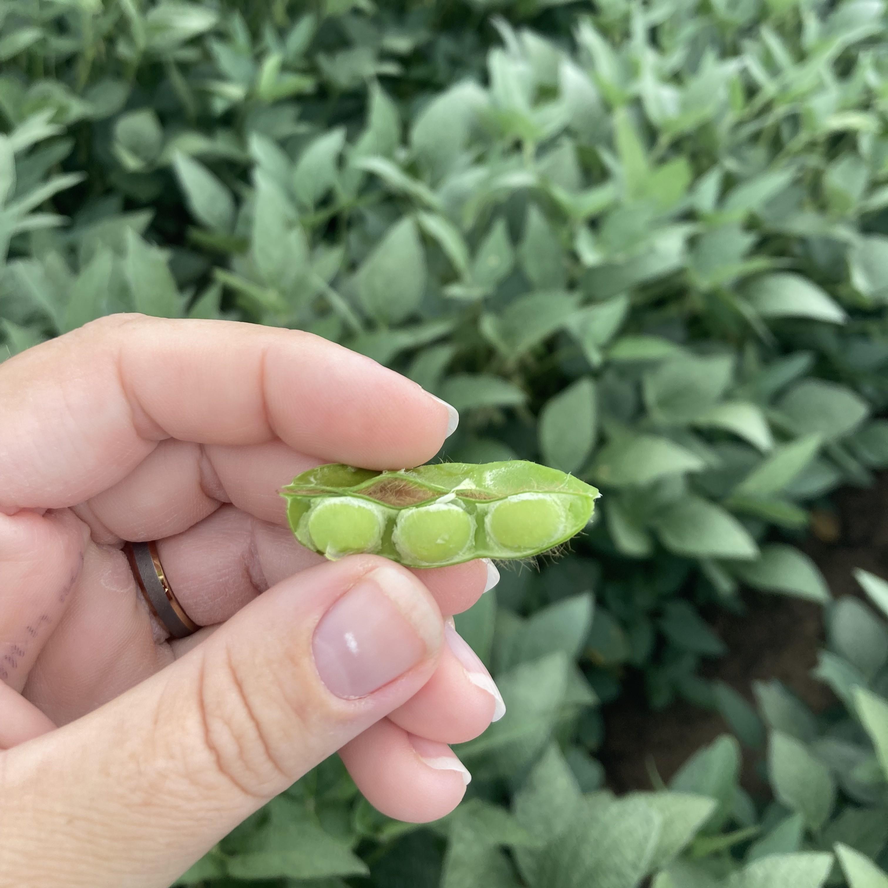Sw mi soybean r5.jpg